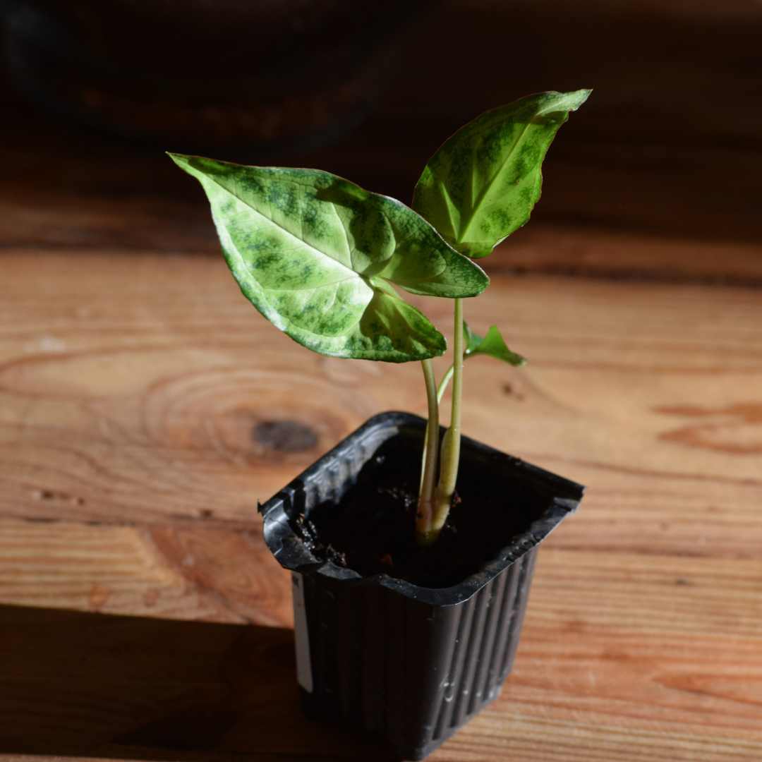 Syngonium “Pixie”