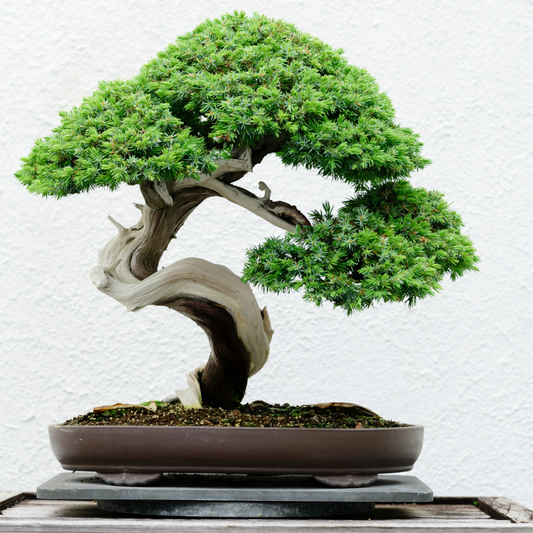 Bonsai Beginners Course | Sat, 18 Oct  | Wynberg - Elderflower Creative