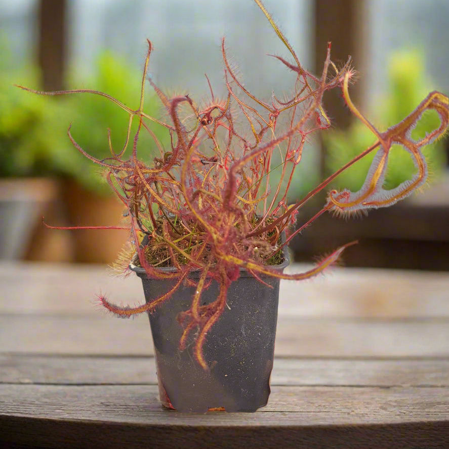 Drosera binata 'Multifida' – The Whirlwind Sundew