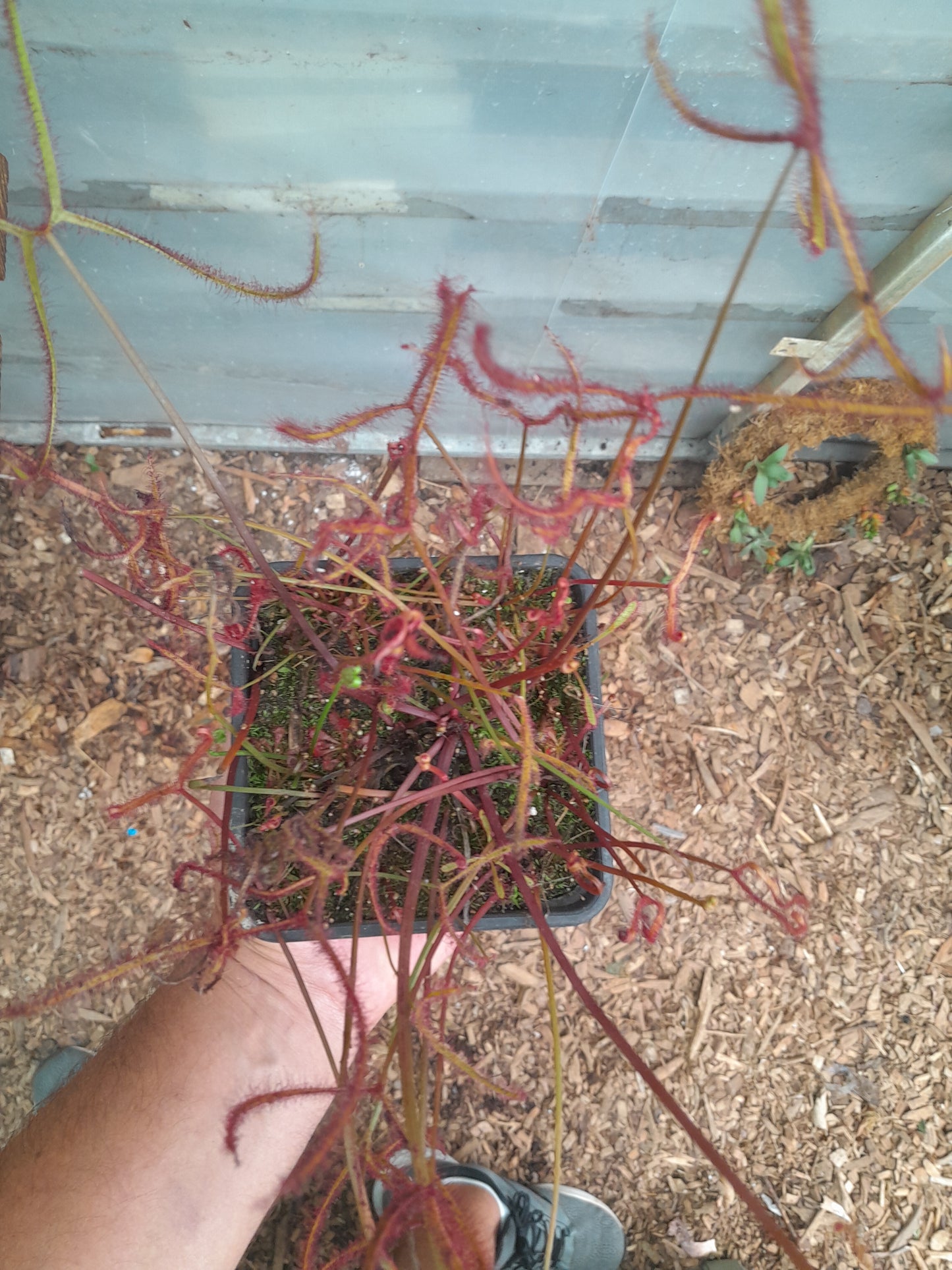Drosera binata 'Multifida' – The Whirlwind Sundew