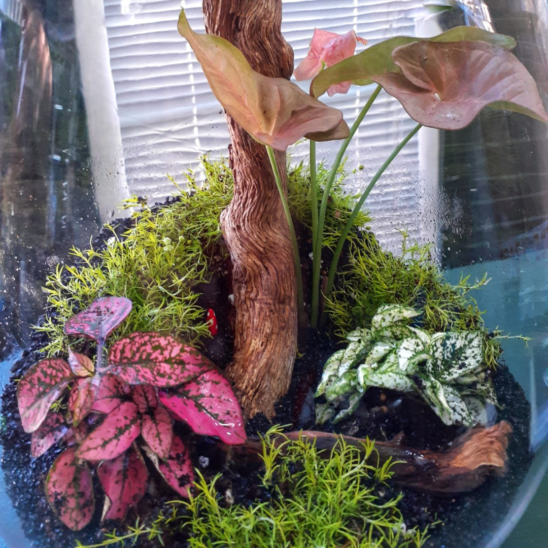 Tropical Terrarium Workshop | Sun, 19 Oct  | Stellenbosch - Warwick Wine