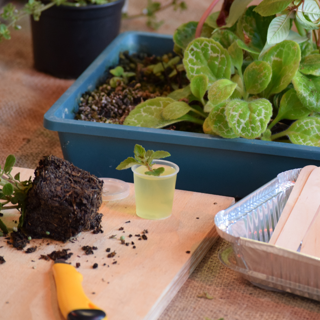 Fynbos and Hardwood Propagation Workshop | Sat, 17 Jan | Wynberg - Elderflower Creative