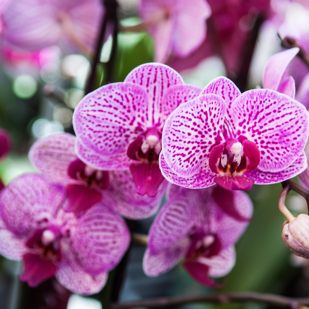 Orchid Terrarium Workshop | Sat, 1 Aug | Durbanville - Rust & Vrede Gallery