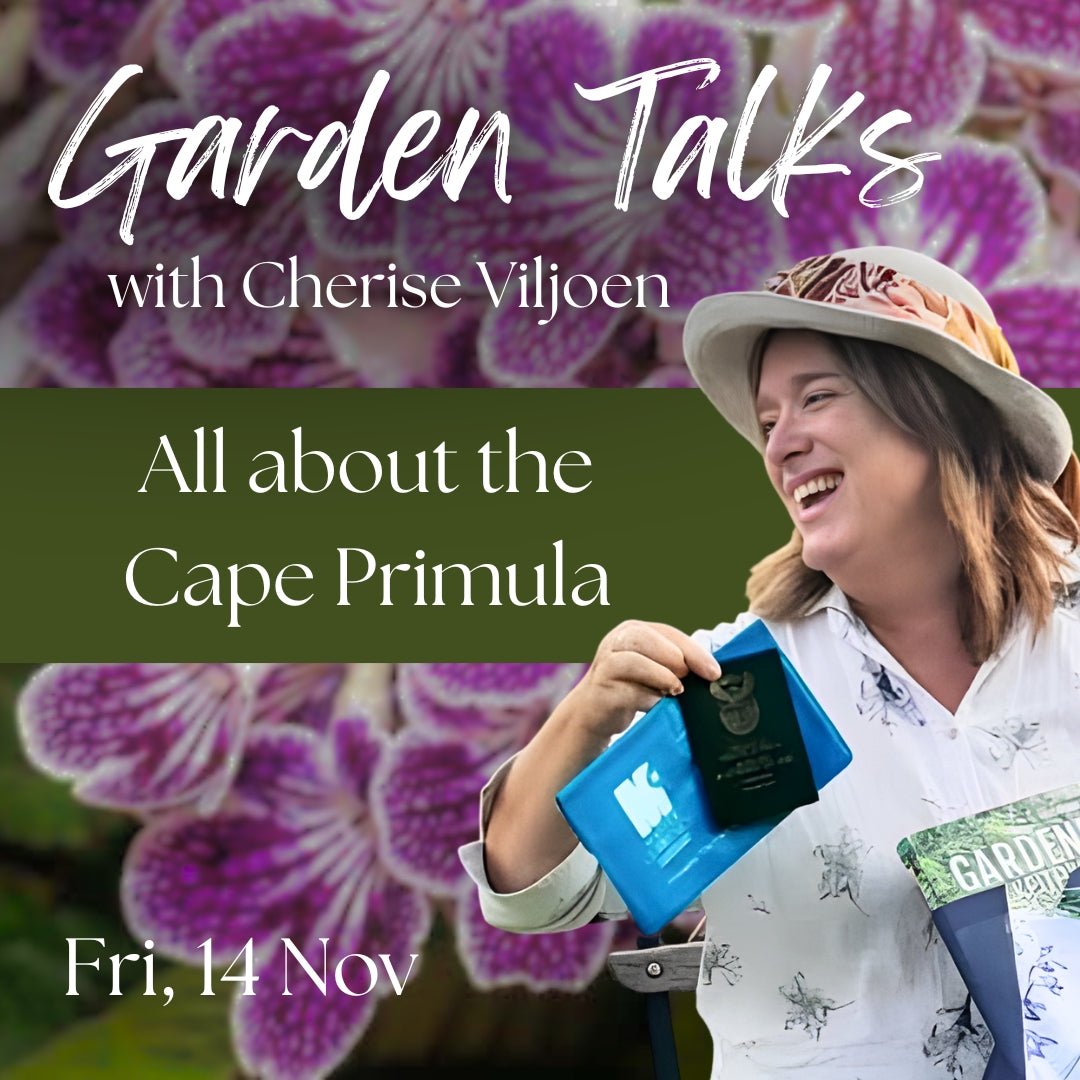 FREE Garden talk: Streptocarpus - All about the Cape Primula | Fri, 14 Nov  | Wynberg - Elderflower Creative