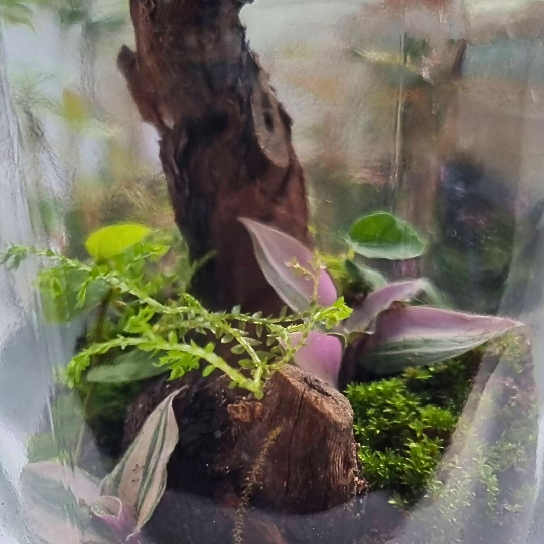 Bottle Terrarium Kit