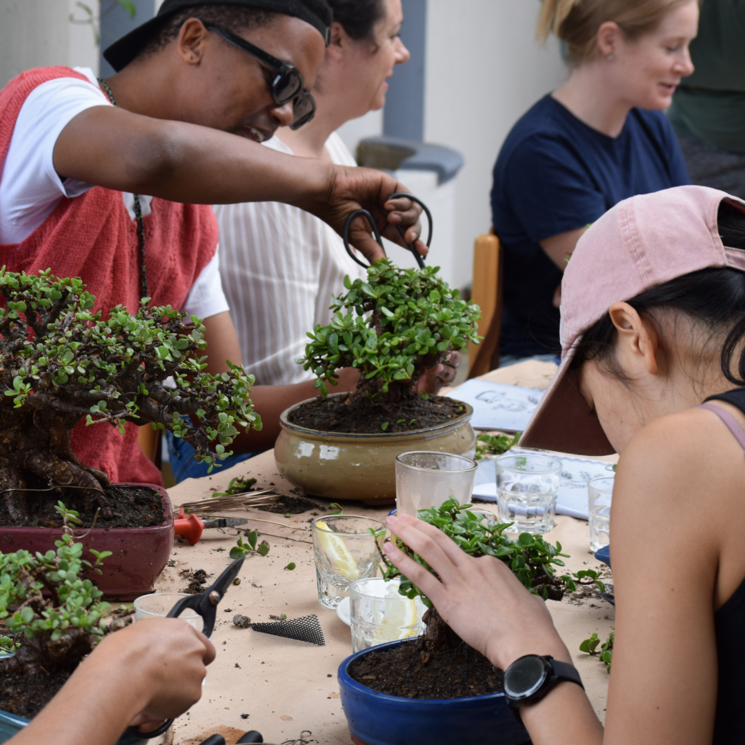Spekboom Bonsai Beginners Workshop | Sat, 16 May | Wynberg - Elderflower Creative