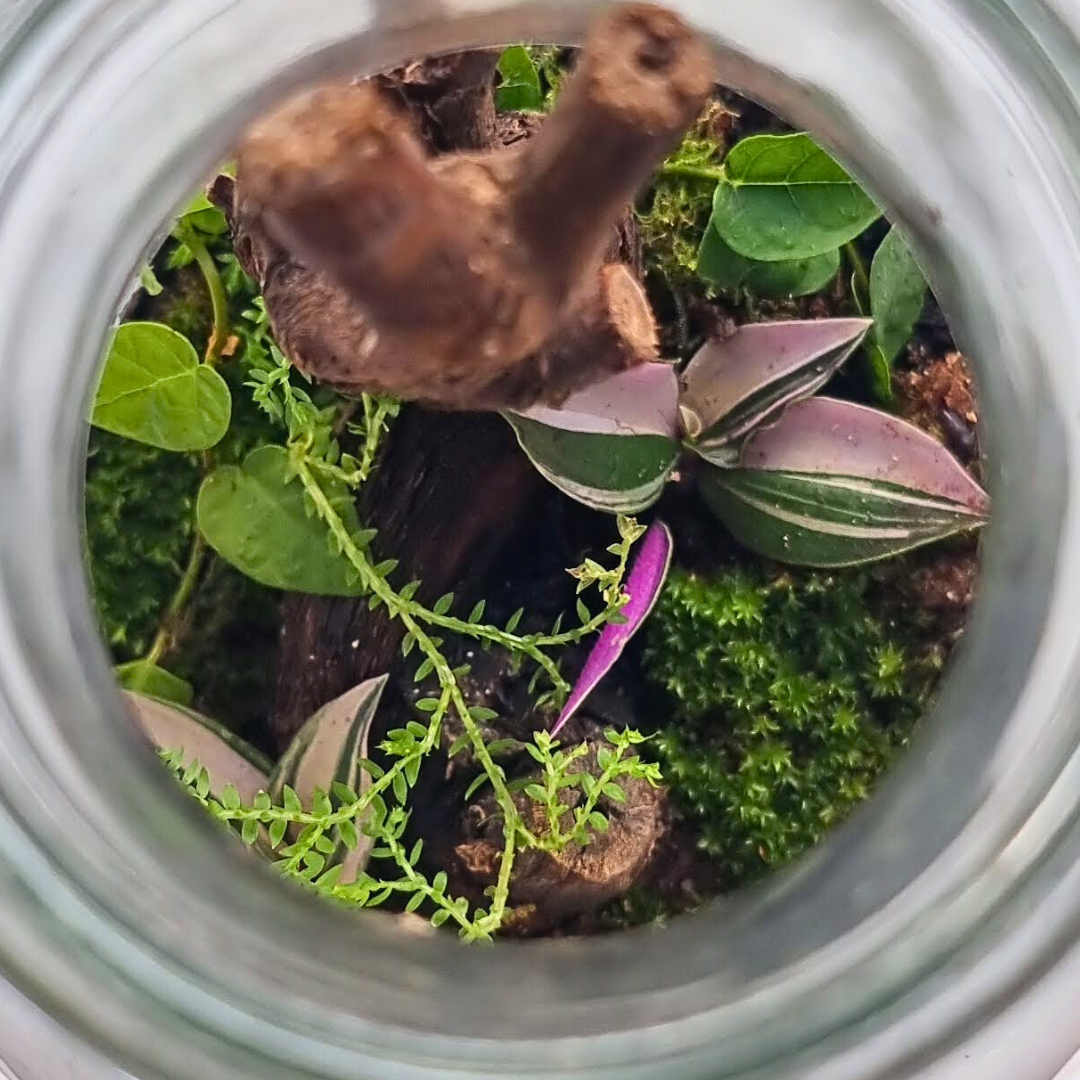 Bottle Terrarium Kit