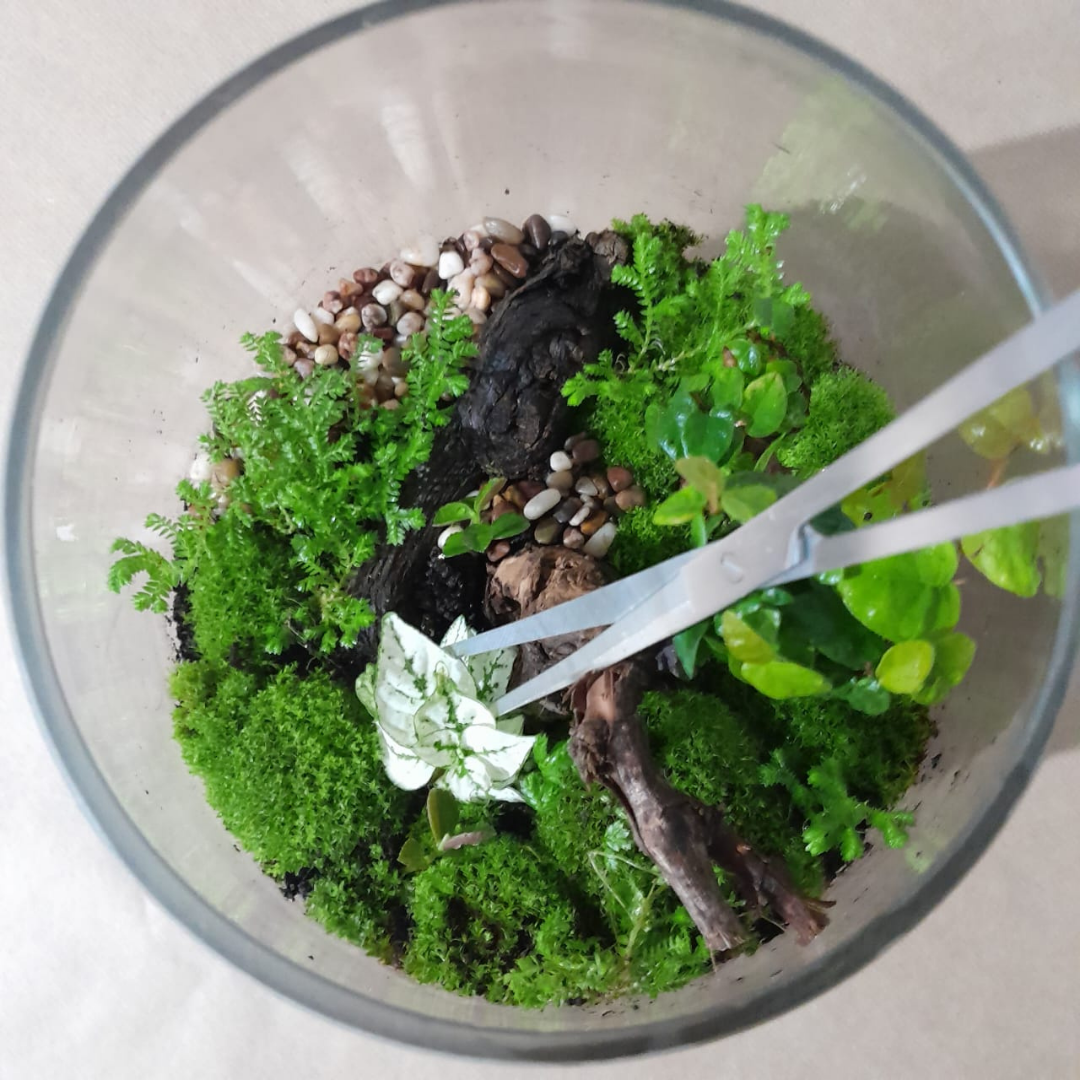Extra Long Terrarium Pruning Scissors
