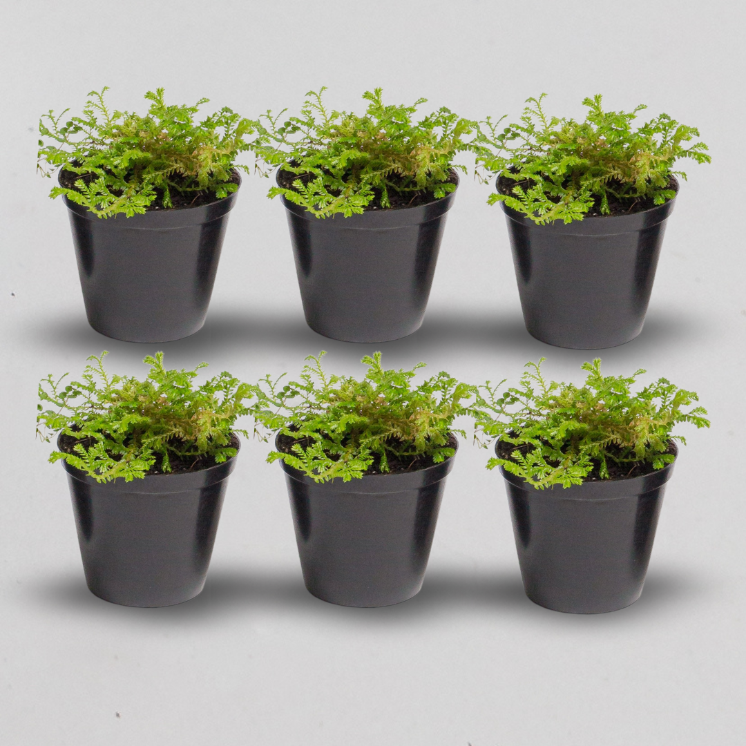Terrarium Plants - Sets of 6