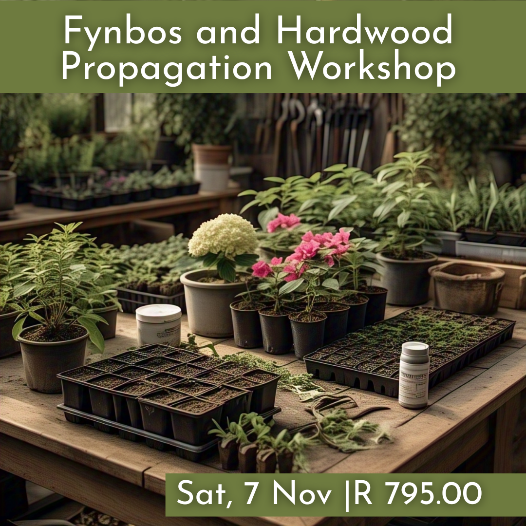 Fynbos and Hardwood Propagation Workshops 2026 | Wynberg - Elderflower Creative