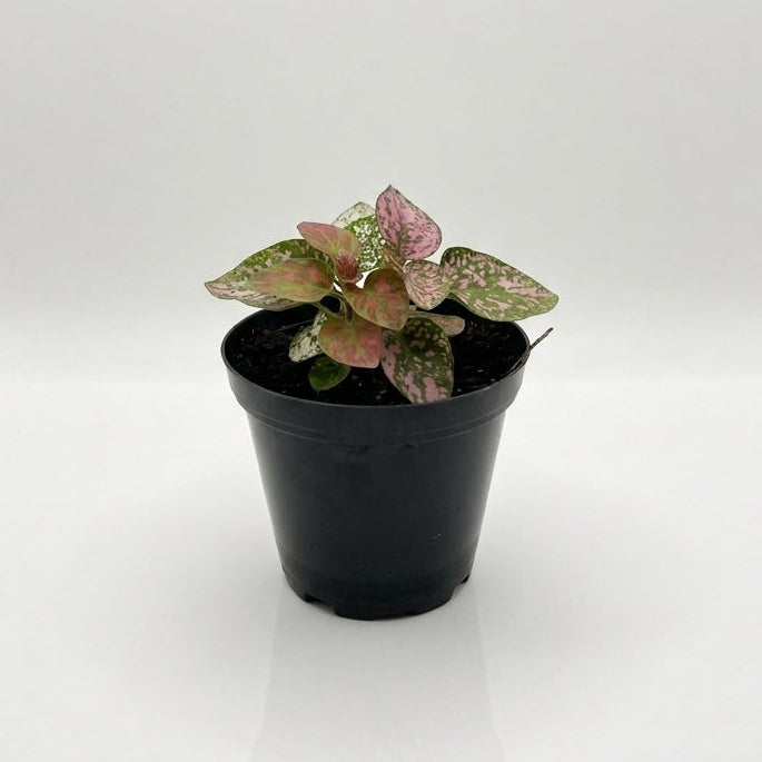 Terrarium Plants - Sets of 3 Mixed