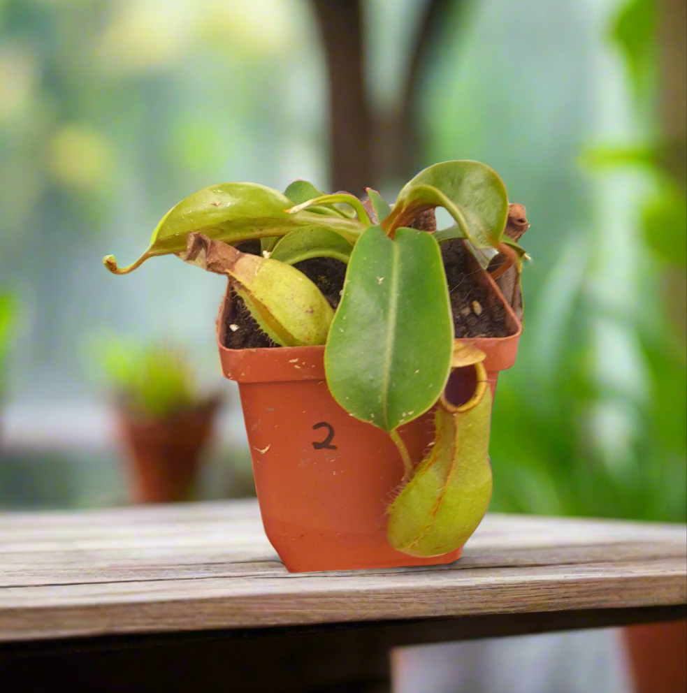 Nepenthes ventricosa × truncata