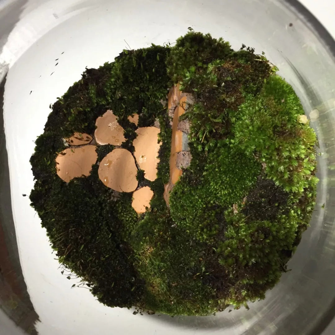 Hobbit Hole Terrarium