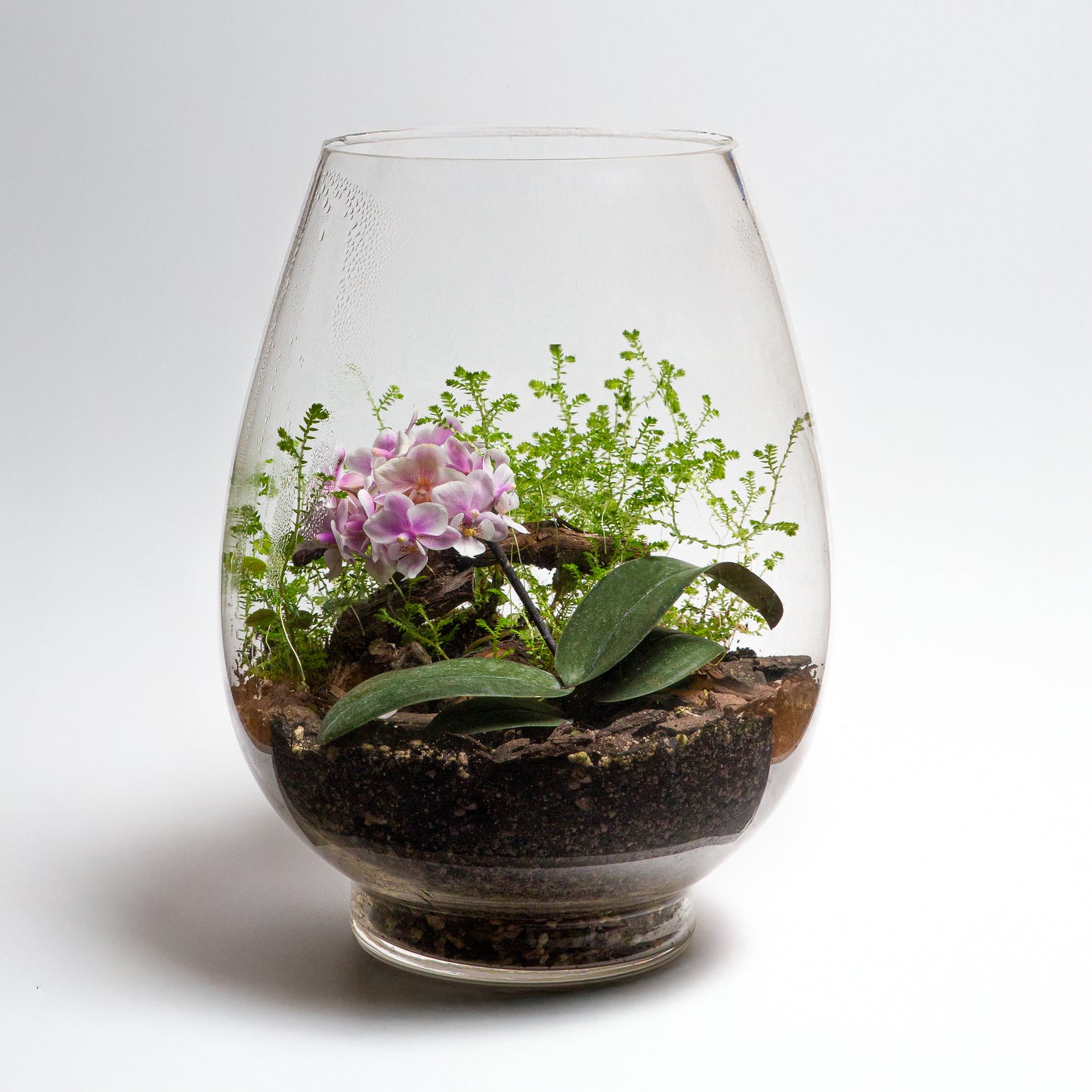 Terrarium Glass Vase with lid