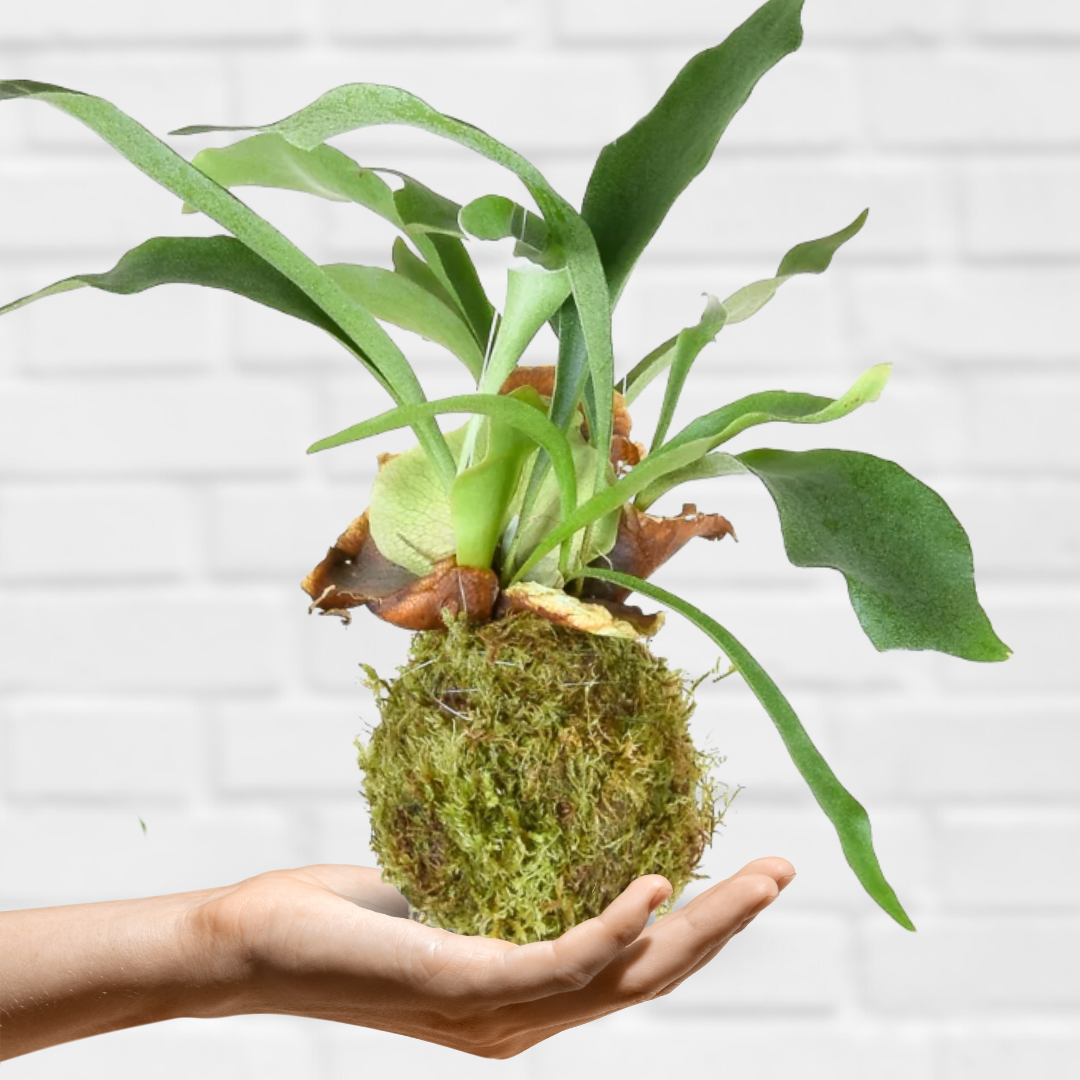 Kokedama Mossball Workshop| Sat, 25 Oct  | Wynberg - Elderflower Creative