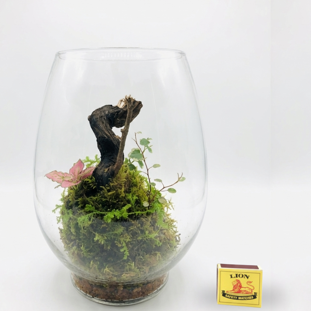 Live Terrariums (Ships Nationwide)