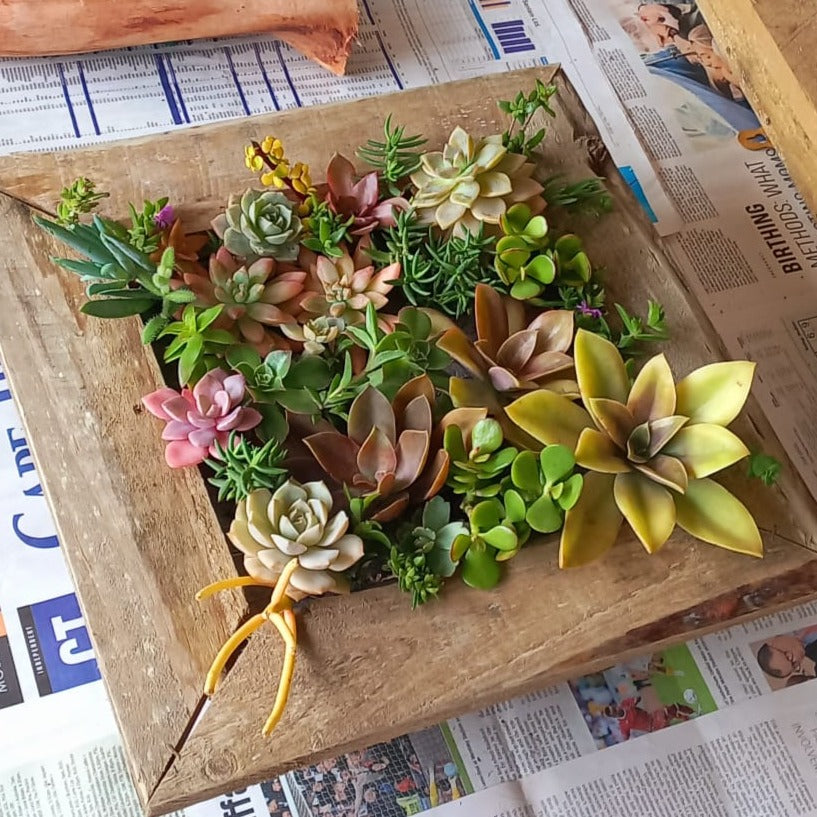 Succulent Wall Planter Workshop