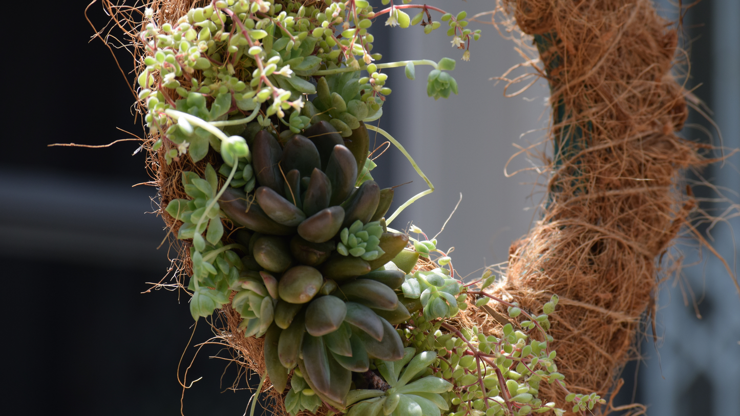 Succulent Wreath Workshop | Sat, 6 Dec | Wynberg - Elderflower Creative
