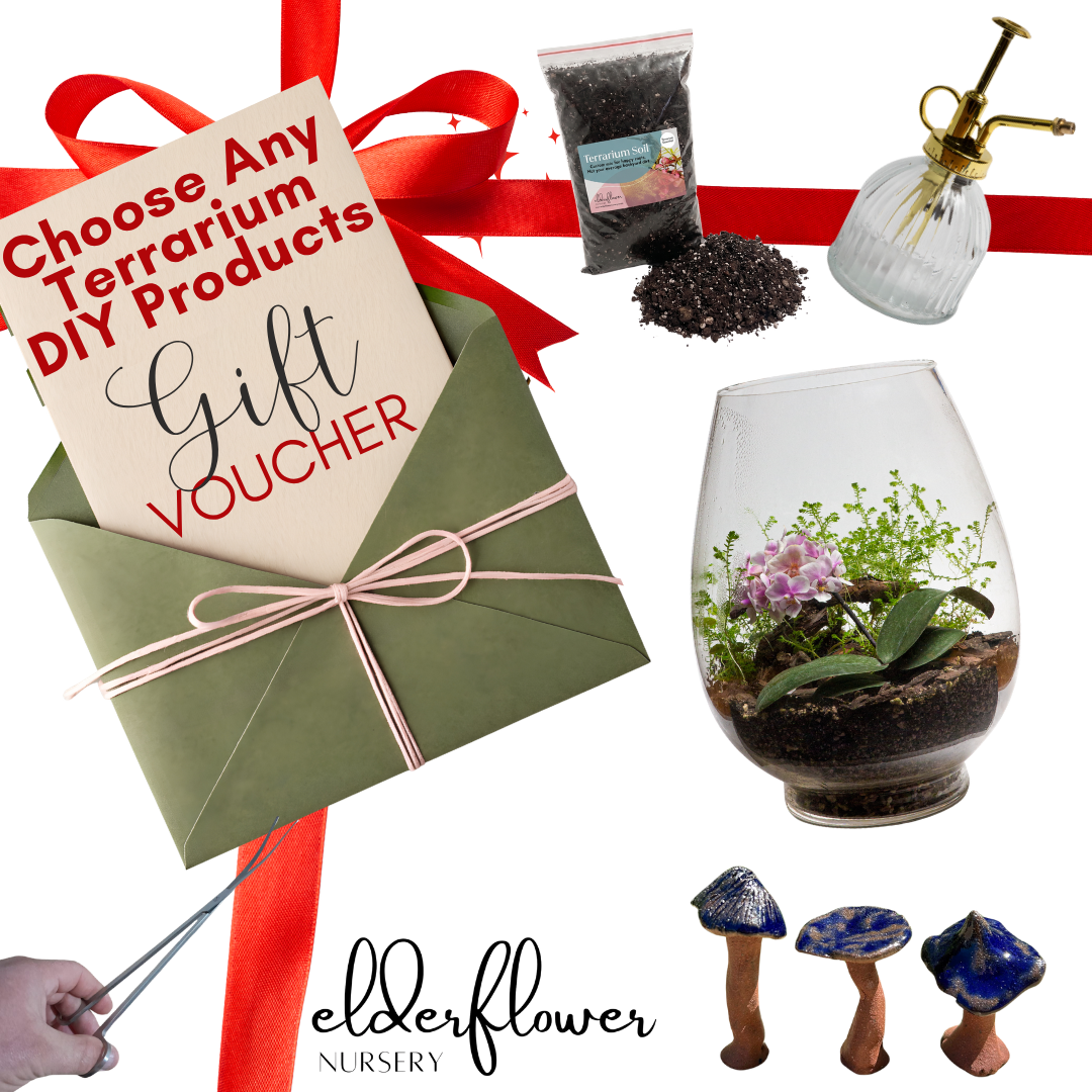 Terrarium DIY Gift Card