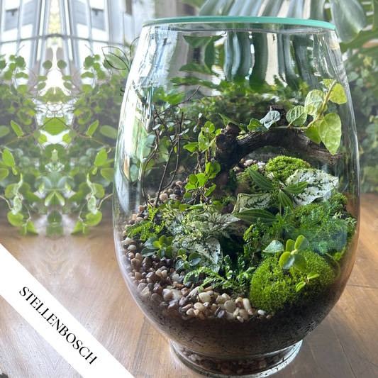 Tropical Terrarium Workshop | Sun, 19 Oct  | Stellenbosch - Warwick Wine