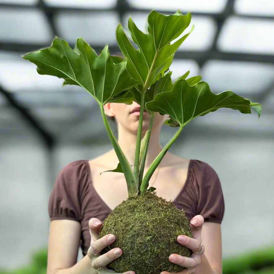 Kokedama Workshop | Sat, 23 Aug | 53 Constantia Main rd