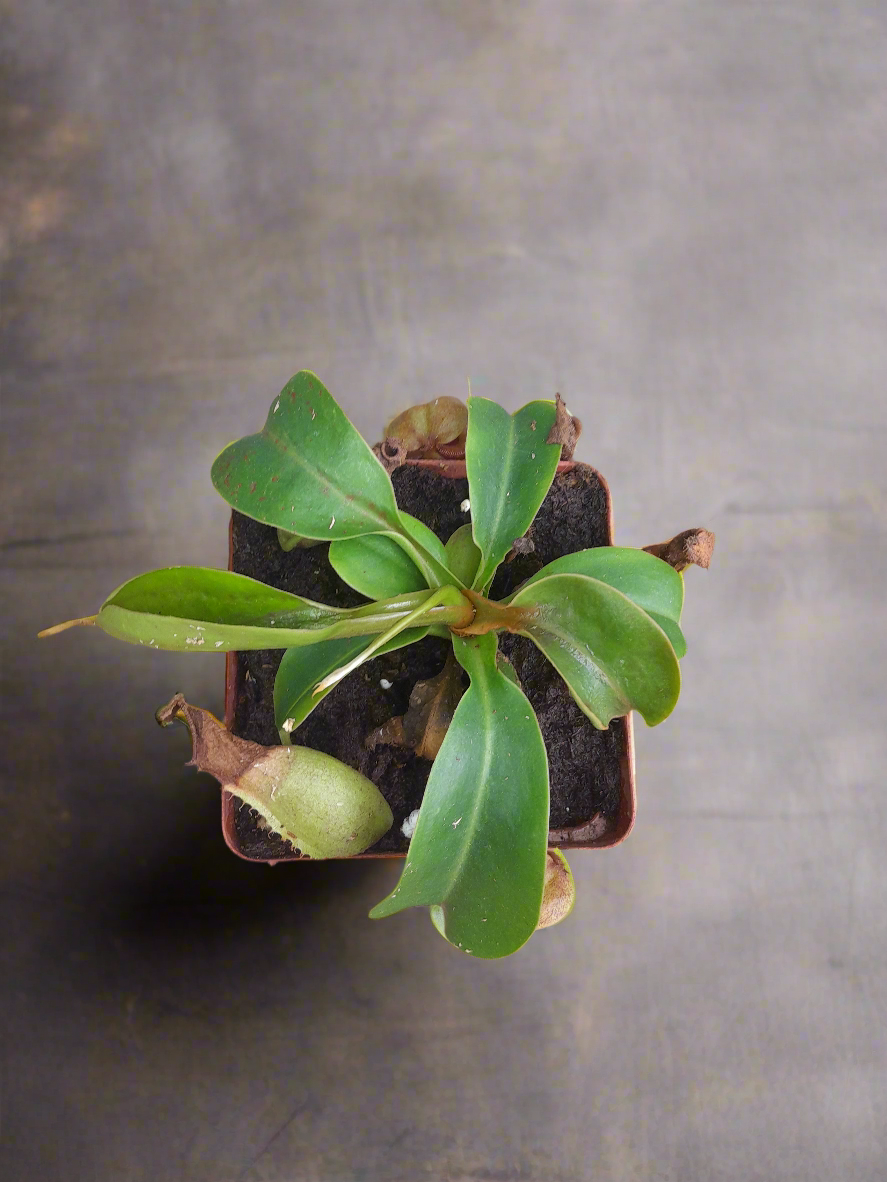 Nepenthes "veitchi pink"