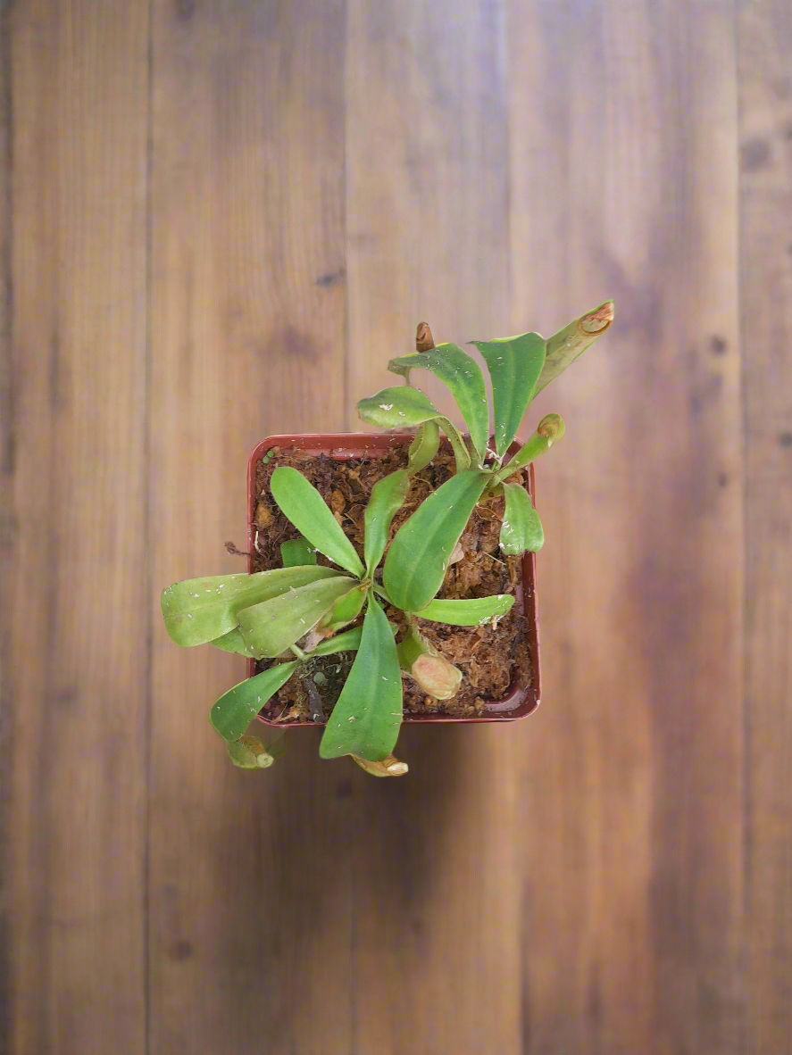 Nepenthes ventricosa × truncata
