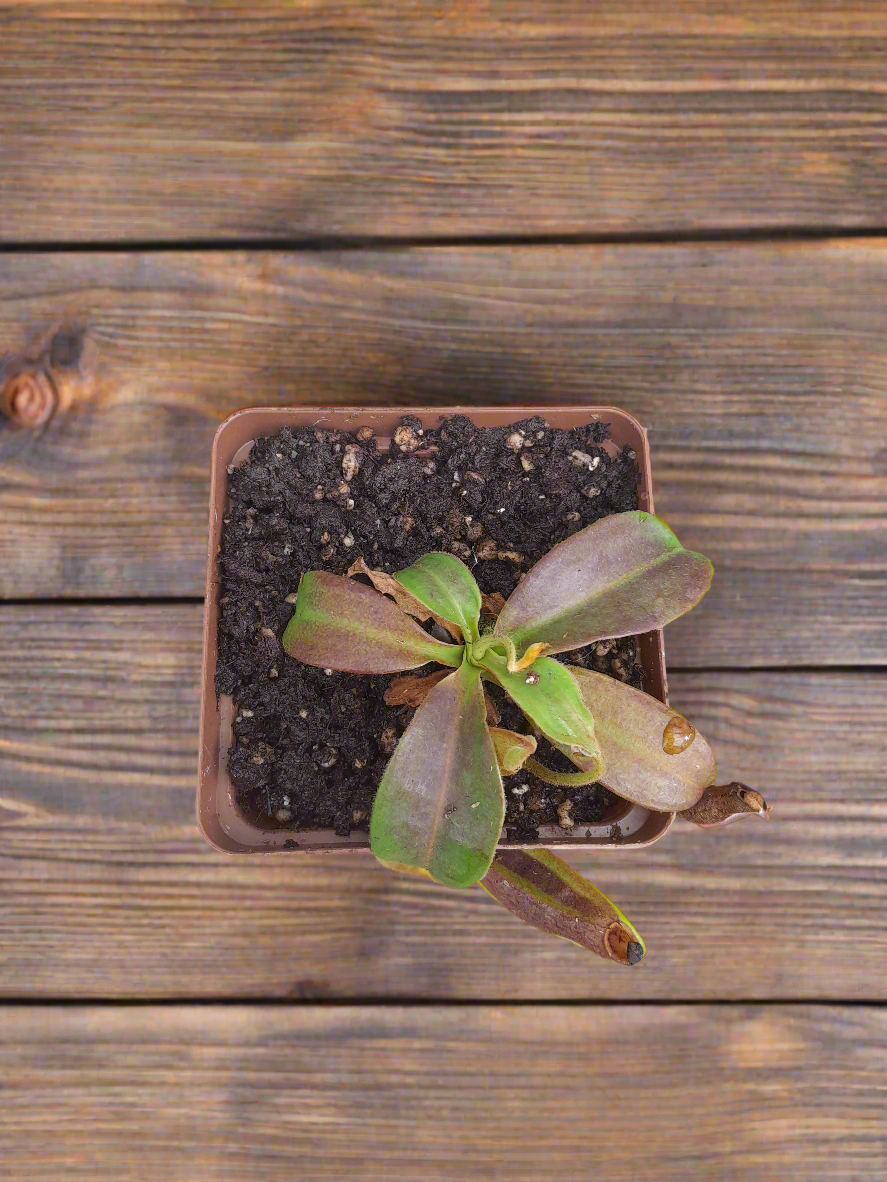 Nepenthes rokko × (ventricosa × sibuyanensis)