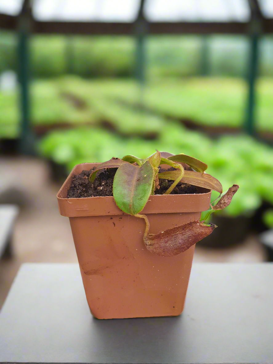 Nepenthes rokko × (ventricosa × sibuyanensis)