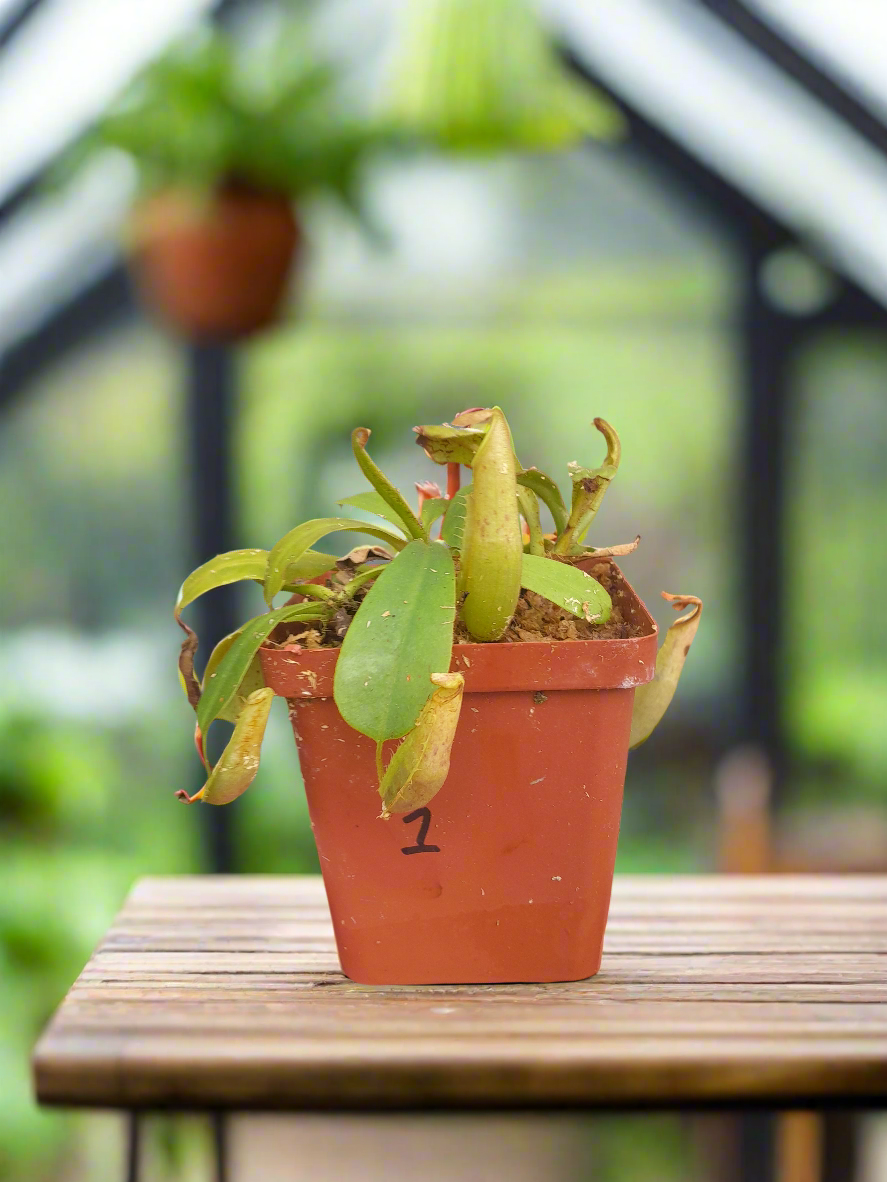 Nepenthes "veitchi pink"