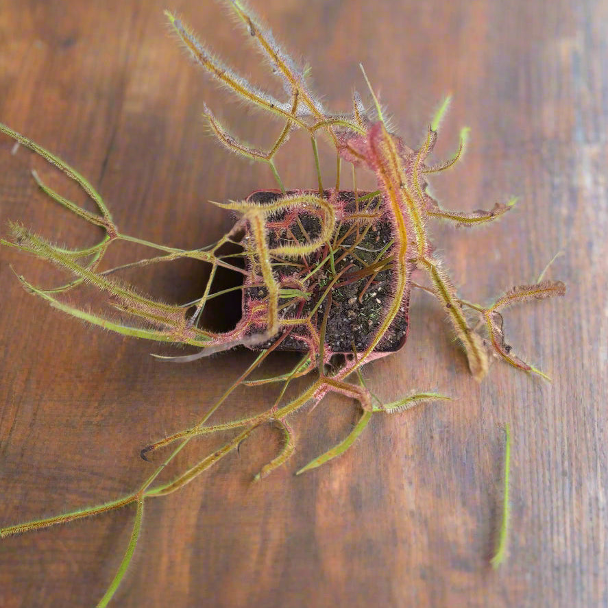 Drosera binata dichotoma × extrema – Giant Forked Sundew