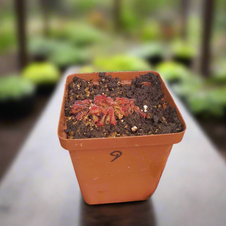 Drosera spathulata 'Rooi Ster'