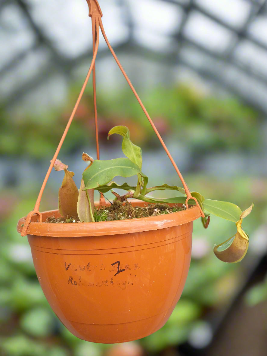 Nepenthes "veitchi pink"