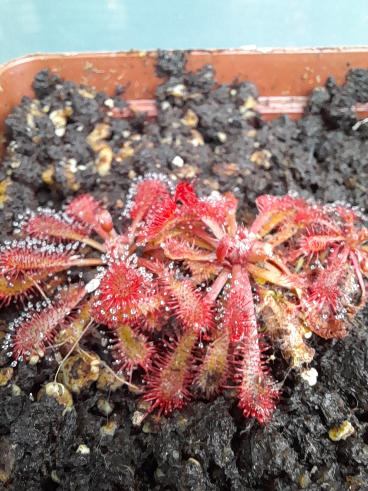 Drosera spathulata 'Rooi Ster'