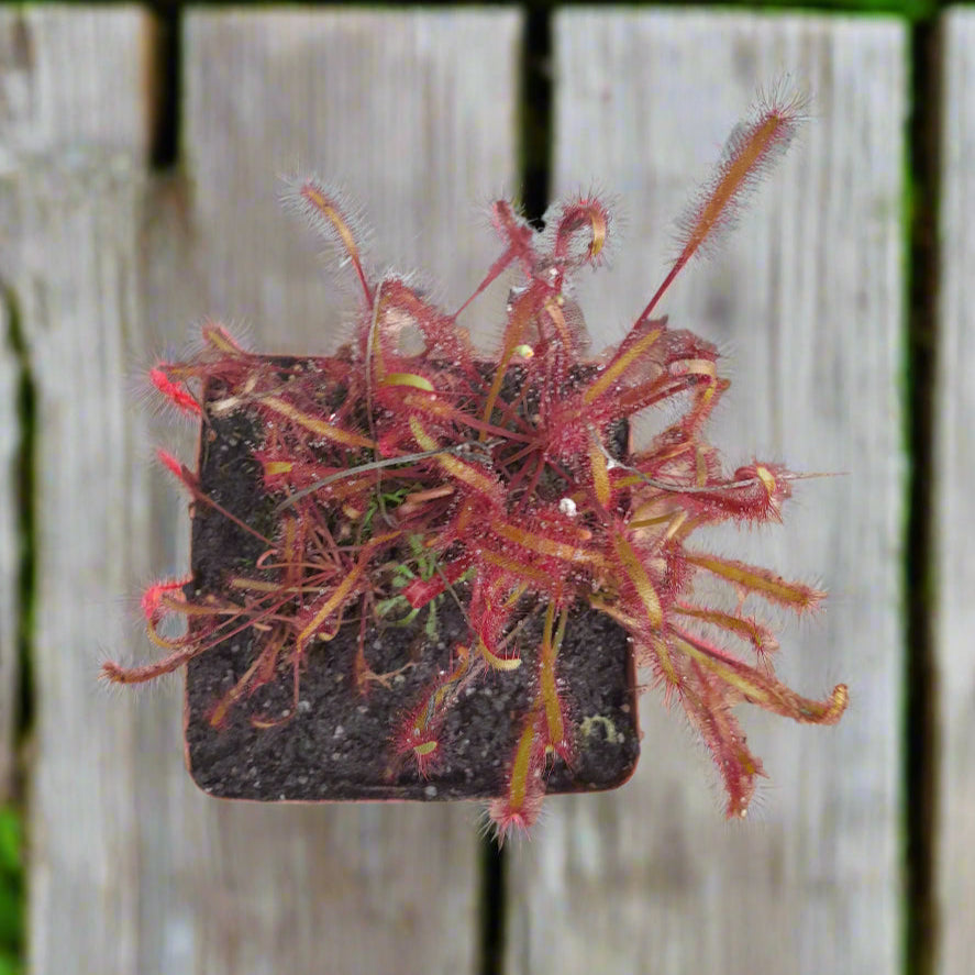 Drosera capensis 'All Red'
