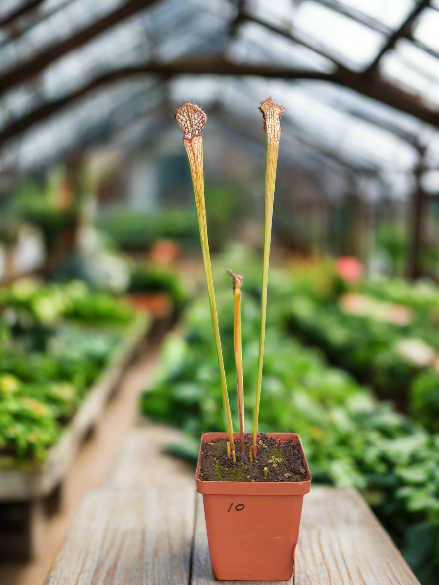 Sarracenia leucophylla 'Red Top'