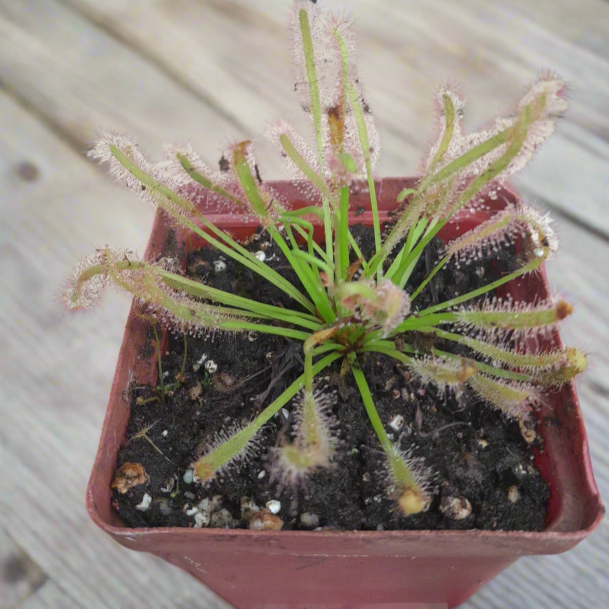 Drosera capensis 'Alba'