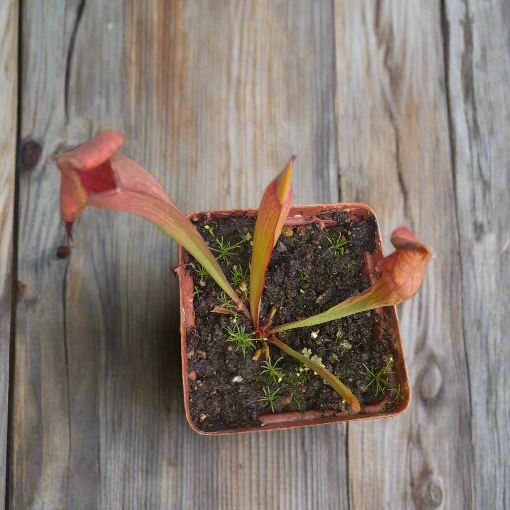 Sarracenia 'Lady'