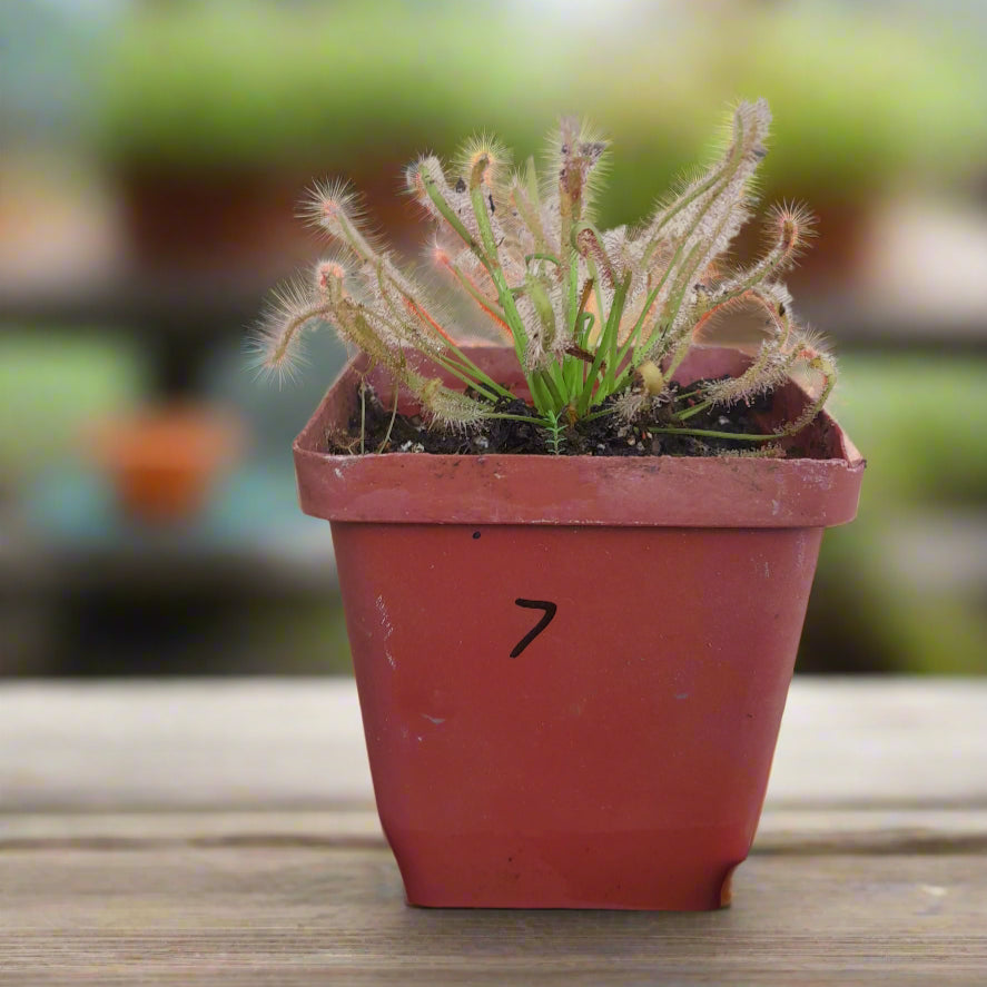Drosera capensis 'Alba'