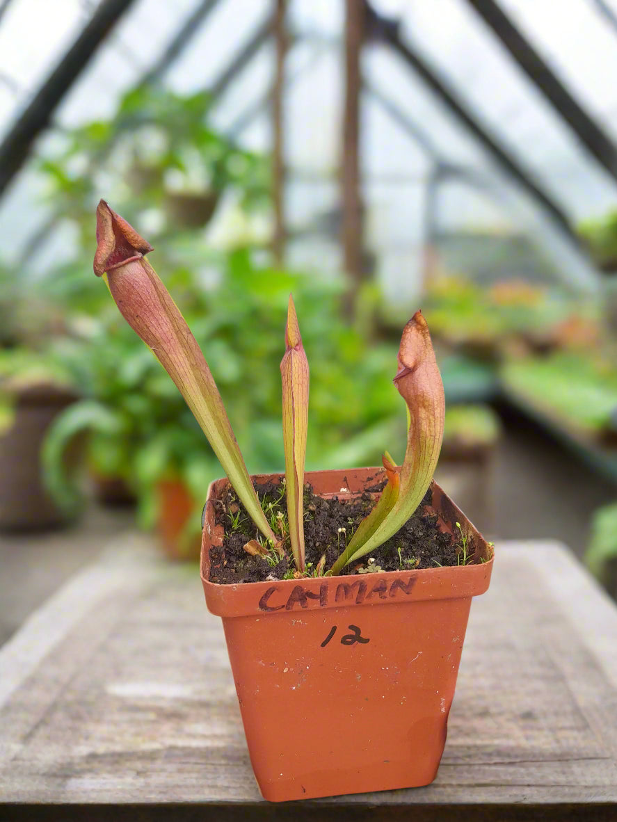Sarracenia 'Lady'