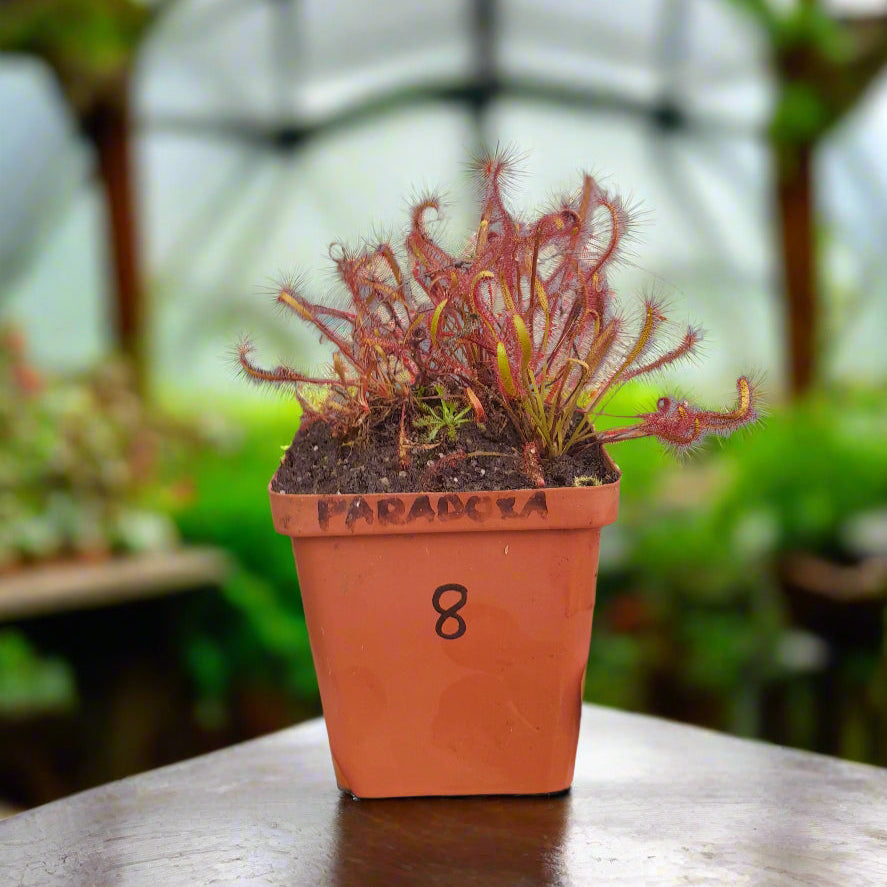 Drosera capensis 'All Red'