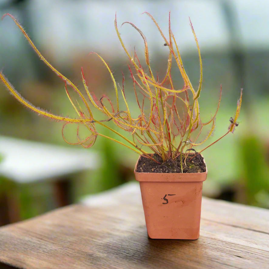 Drosera binata dichotoma × extrema – Giant Forked Sundew