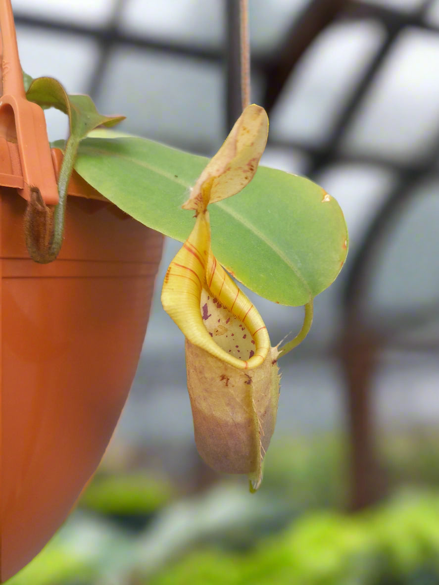 Nepenthes "veitchi pink"