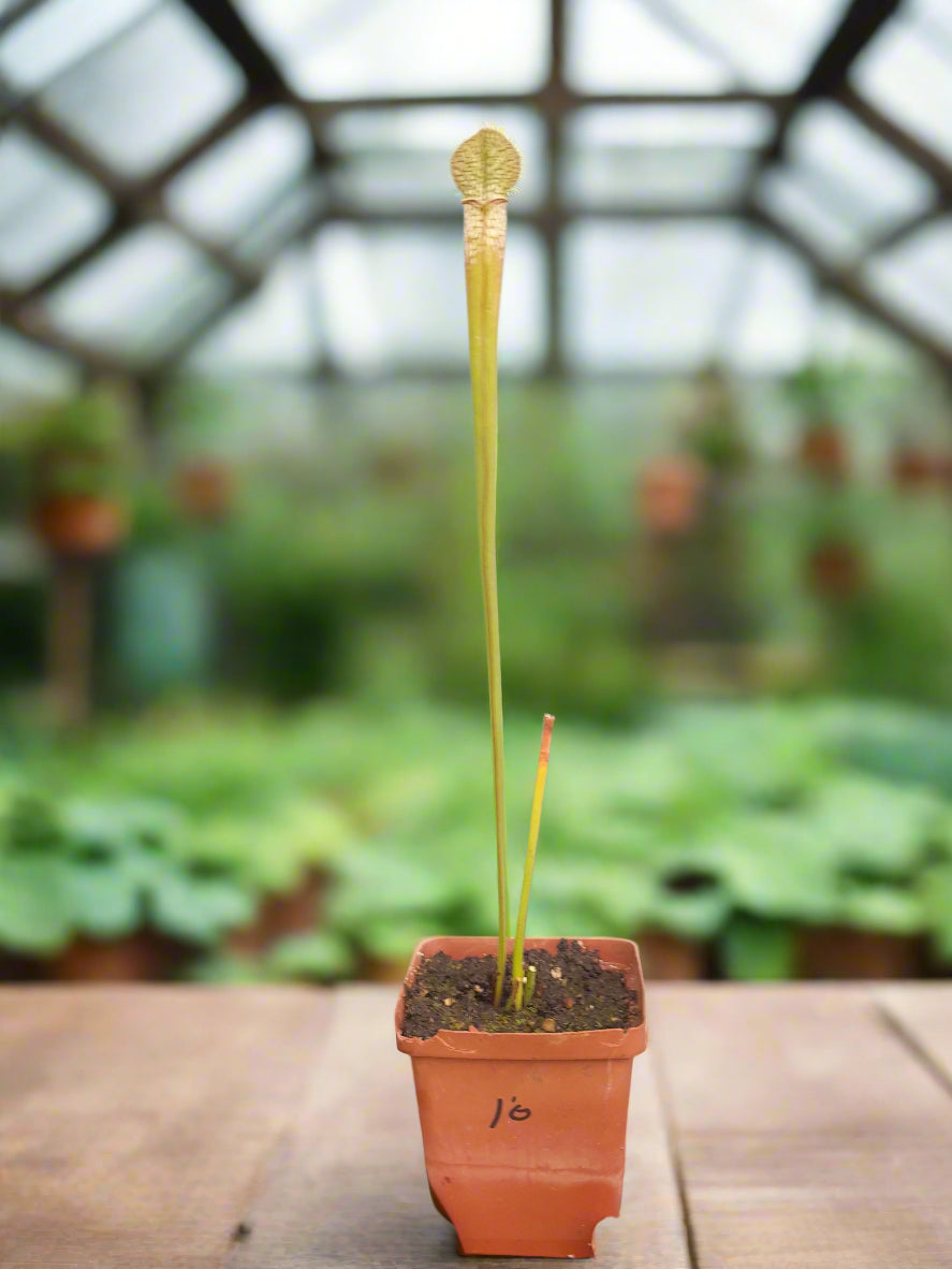 Sarracenia leucophylla 'Red Top'