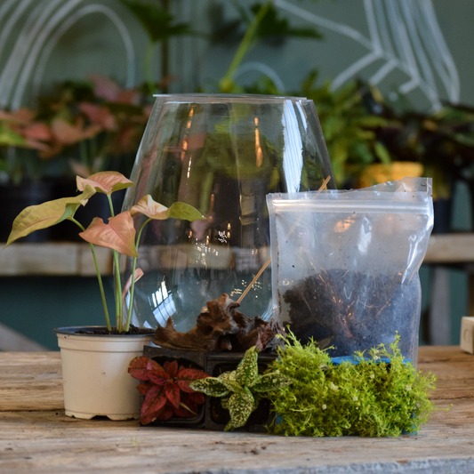 Vase Terrarium Kit