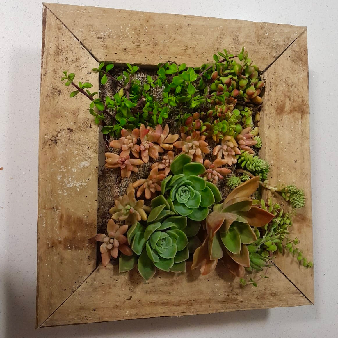 Succulent Wall Planter Workshop