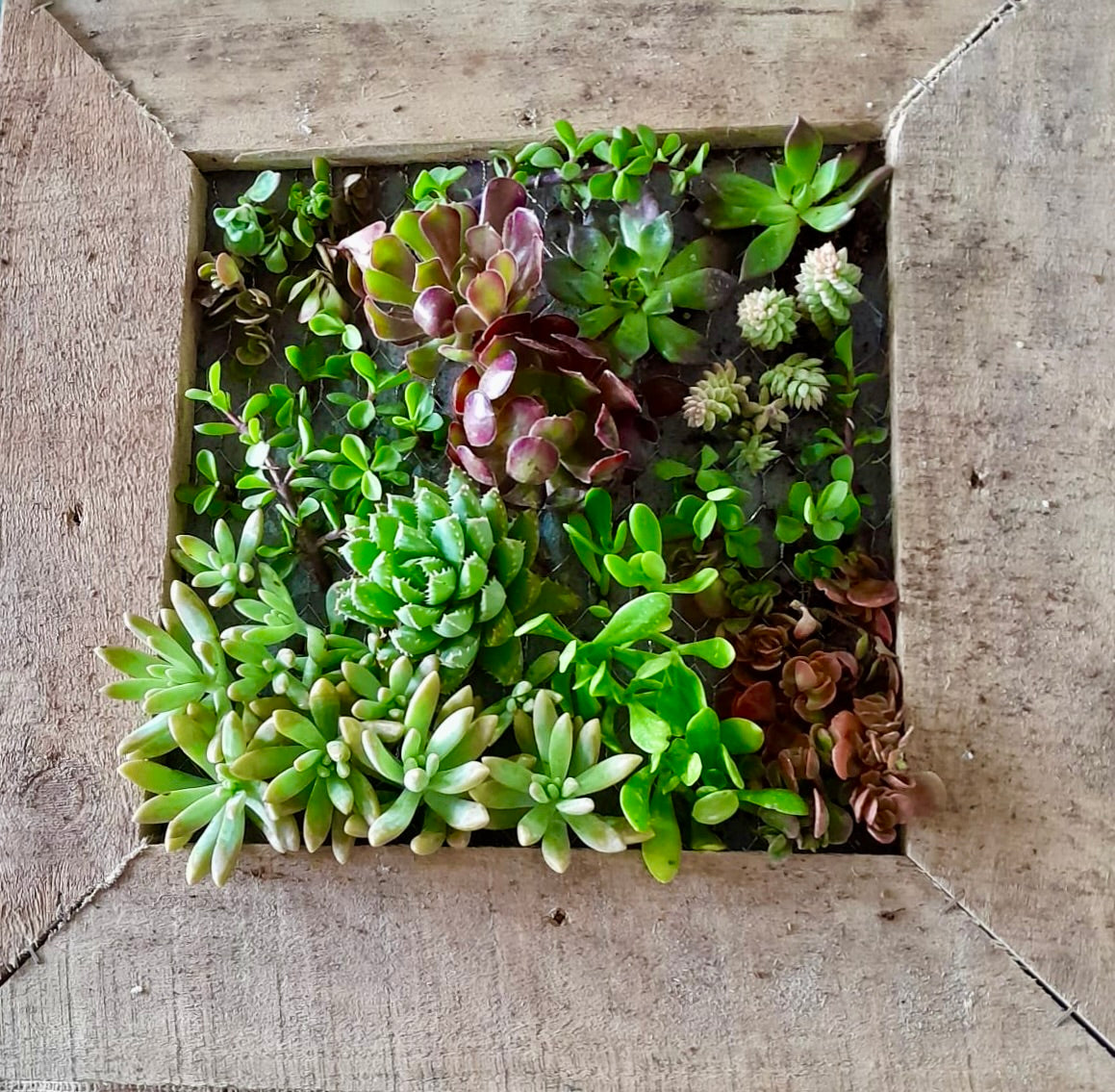 Succulent Wall Planter Workshop