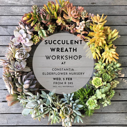 Succulent Wreath | Courtyard 53 - Elderflower Nursery | Wed, 5 Feb  | 10:00 am