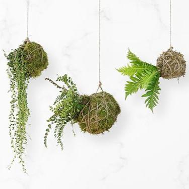 Kokedama Workshop  - Sat, 9 Nov | 13h30 | Courtyard 53 - Elderflower Nursery