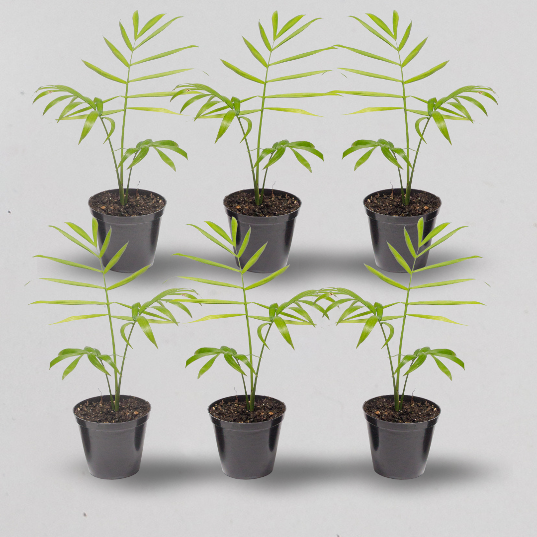 Terrarium Plants - Sets of 6